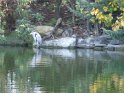 2011-10-20 10-27-38 Rando Parc de La Courneuve CGn